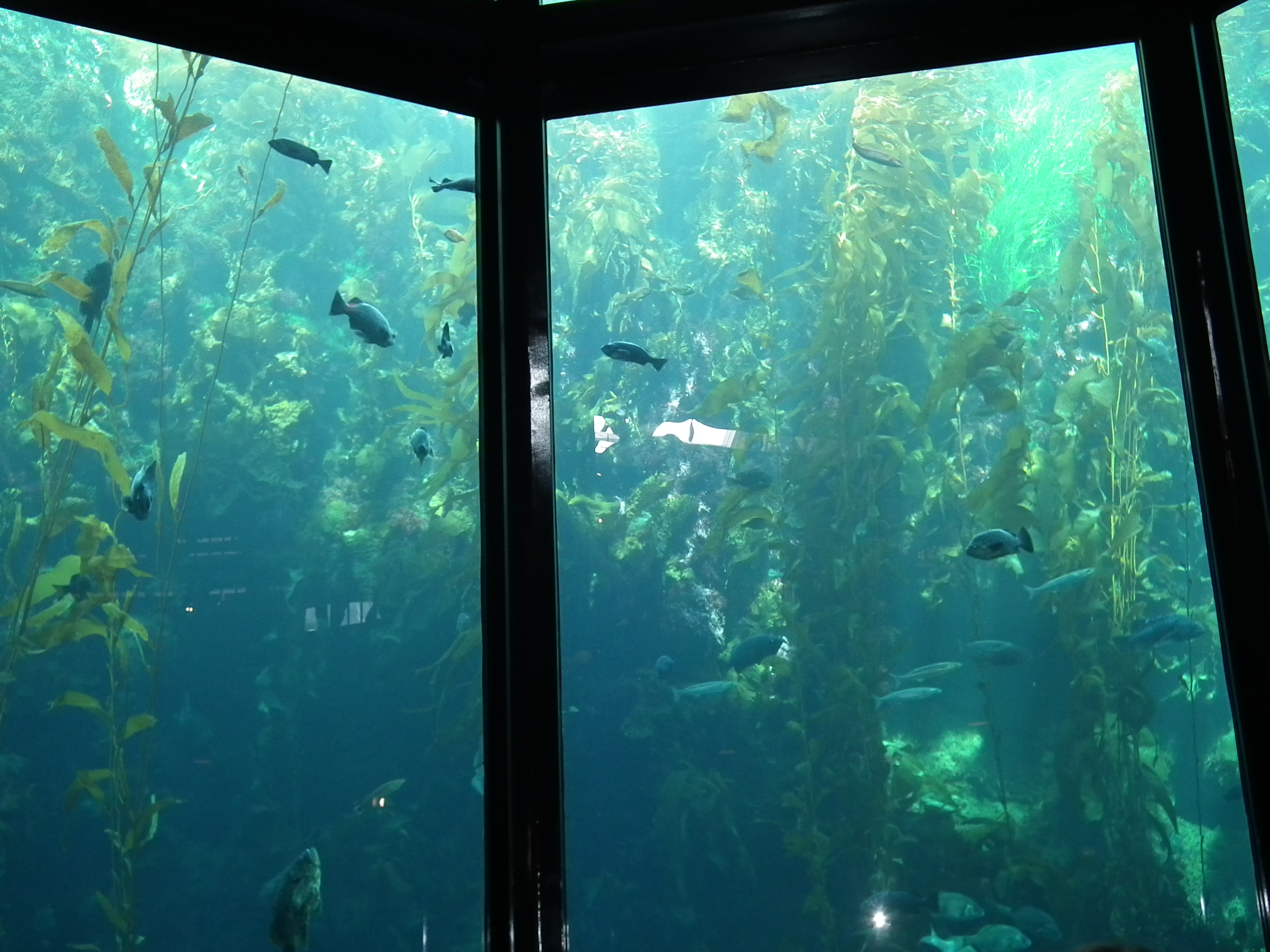 I wouldn't call myself your average sightseer but the Monterey Bay Aquarium is exquisite. Otters, Sharks, Jellies...you name it, that wild fish is there. Not to mention, beautiful water surrounding you at all times. 